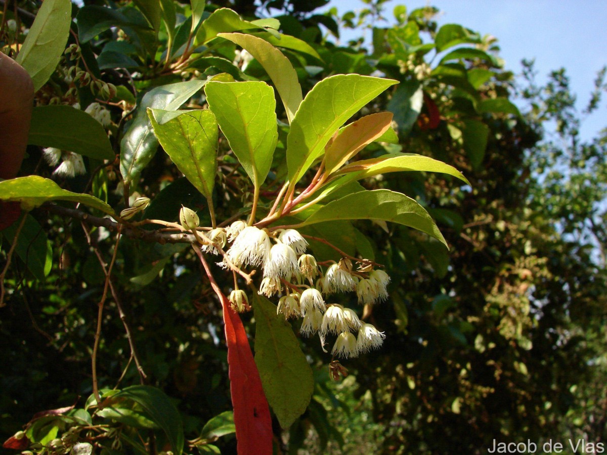 Elaeocarpus serratus L.